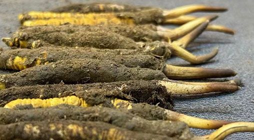 那曲<a href=http://www.czfjwz.net/xinxian/ target=_blank class=infotextkey>新<a href=http://www.czfjwz.net/xinxian/ target=_blank class=infotextkey>鮮冬蟲夏草</a></a>采摘