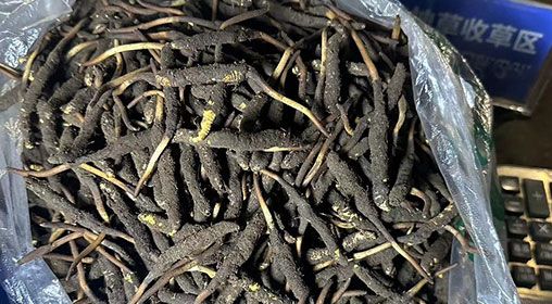 <a href=http://www.czfjwz.net/xinxian/ target=_blank class=infotextkey>新<a href=http://www.czfjwz.net/xinxian/ target=_blank class=infotextkey>鮮冬蟲夏草</a></a>出售