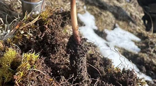 <a href=http://www.czfjwz.net/xinxian/ target=_blank class=infotextkey>新<a href=http://www.czfjwz.net/xinxian/ target=_blank class=infotextkey>鮮冬蟲(chóng)夏草</a></a>存放