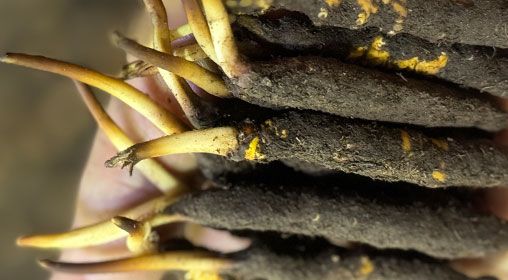 <a href=http://www.czfjwz.net/xinxian/ target=_blank class=infotextkey>新<a href=http://www.czfjwz.net/xinxian/ target=_blank class=infotextkey>鮮冬蟲(chóng)夏草</a></a>晾曬