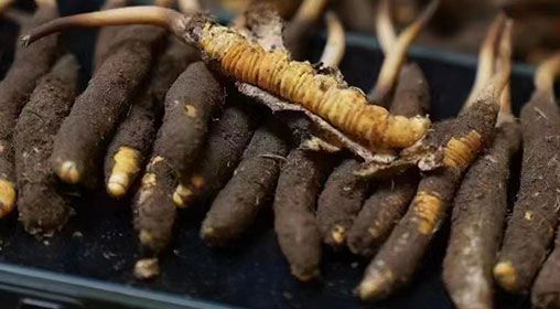 <a href=http://www.czfjwz.net/xinxian/ target=_blank class=infotextkey>新<a href=http://www.czfjwz.net/xinxian/ target=_blank class=infotextkey>鮮冬蟲夏草</a></a>發(fā)貨