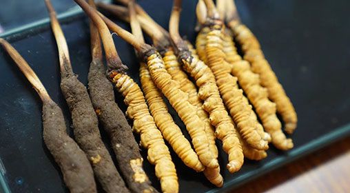 <a href=http://www.czfjwz.net/xinxian/ target=_blank class=infotextkey>新<a href=http://www.czfjwz.net/xinxian/ target=_blank class=infotextkey>鮮冬蟲(chóng)夏草</a></a>做菜