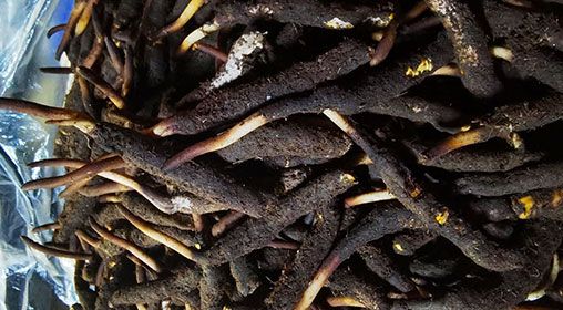 <a href=http://www.czfjwz.net/xinxian/ target=_blank class=infotextkey>新<a href=http://www.czfjwz.net/xinxian/ target=_blank class=infotextkey>鮮冬蟲夏草</a></a>產(chǎn)地