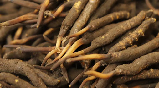 新鮮冬蟲(chóng)夏草品質(zhì)