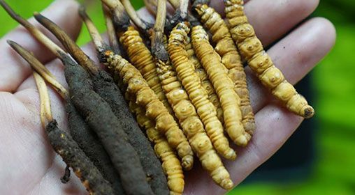 <a href=http://www.czfjwz.net/xinxian/ target=_blank class=infotextkey>新<a href=http://www.czfjwz.net/xinxian/ target=_blank class=infotextkey>鮮冬蟲夏草</a></a>服用