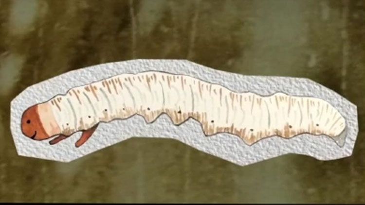 蟲草的種類大全:探秘真菌界的奇妙世界