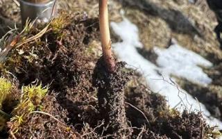 蟲草的營養(yǎng)價(jià)值：科學(xué)解讀"軟黃金"的神奇功效