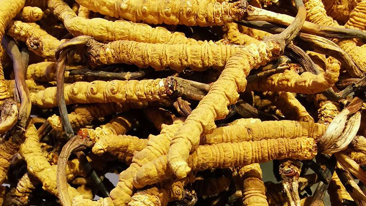 冬蟲夏草是什么味道？揭秘“軟黃金”的獨特風味