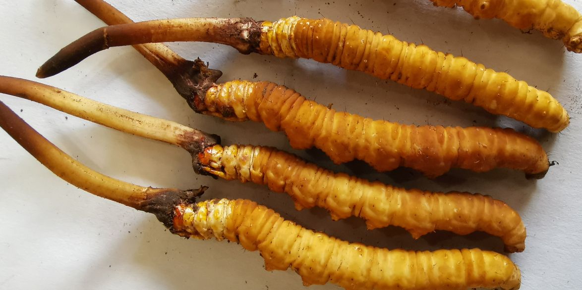 冬蟲夏草泡酒最佳配方：滋補(bǔ)養(yǎng)生，強(qiáng)身健體