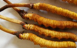 冬蟲夏草泡酒最佳配方：滋補(bǔ)養(yǎng)生，強(qiáng)身健體