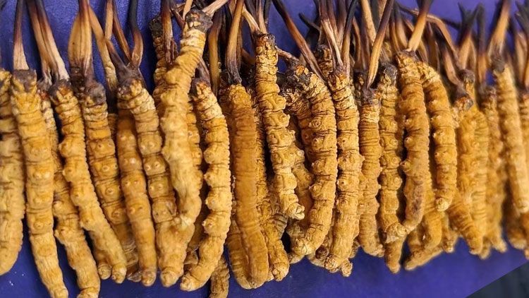 冬蟲夏草服用注意事項:科學(xué)進(jìn)補(bǔ)指南