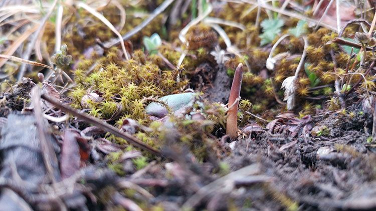 冬蟲夏草頭期干貨:黃金品質(zhì)的奧秘