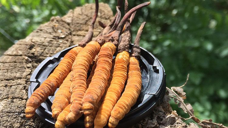 哪個牌子的冬蟲夏草好？2024年權(quán)威選購指南