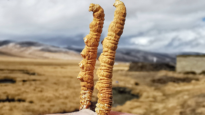 全球<a href=http://www.czfjwz.net/ target=_blank class=infotextkey>冬蟲夏草</a>核心產(chǎn)地分布圖鑒(2024最新版)