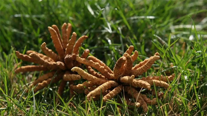 回收<a href=http://www.czfjwz.net/jiage/ target=_blank class=infotextkey>冬蟲夏草多少錢</a>