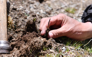 冬蟲夏草最佳交易時間