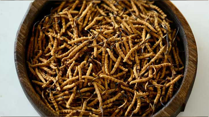 <a href=http://www.czfjwz.net/ target=_blank class=infotextkey>冬蟲夏草</a>真?zhèn)伪鎰e全攻略:五招識破 “李鬼”