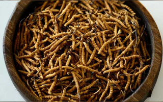 冬蟲夏草真?zhèn)伪鎰e全攻略：五招識破 “李鬼”