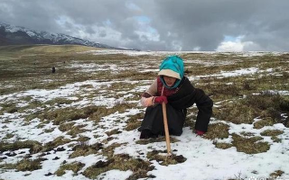 高原時(shí)節(jié)：探尋冬蟲(chóng)夏草的最佳采摘季