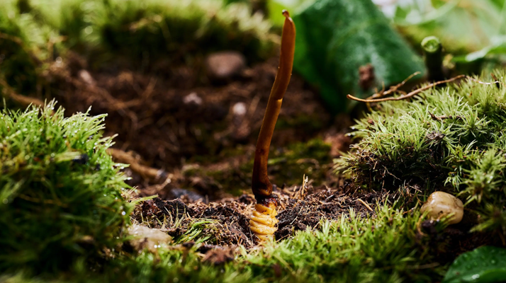 探秘 2024 年野生<a href=http://www.czfjwz.net/xinxian/ target=_blank class=infotextkey>新<a href=http://www.czfjwz.net/xinxian/ target=_blank class=infotextkey>鮮冬蟲夏草</a></a>