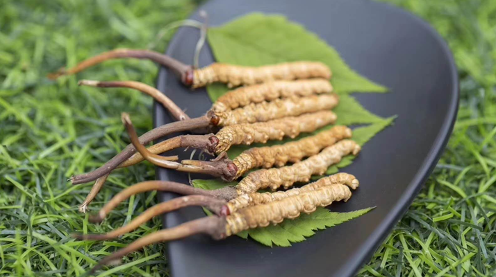 冬蟲(chóng)夏草:干品與鮮品的價(jià)格博弈