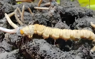 冬蟲夏草鮮草與干草的差異解析：不同形態(tài)，別樣價值