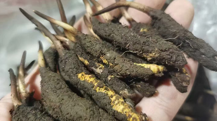 冬蟲(chóng)夏草鮮草保存指南:三招鎖住天然精華