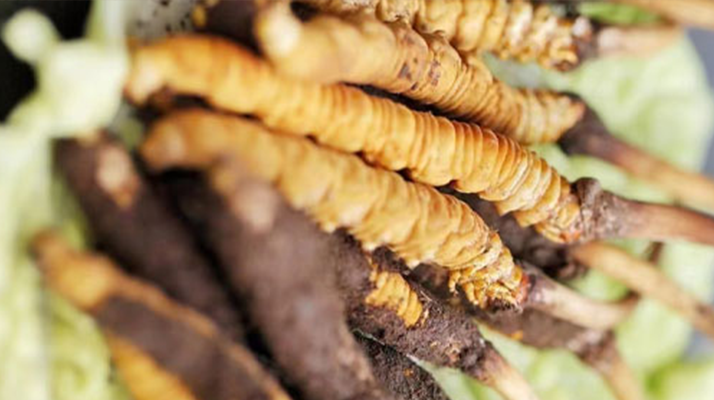 冬蟲夏草鮮草能存多久？保存時(shí)長(zhǎng)全解析