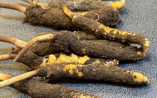 冬蟲夏草鮮草怎么吃？科學(xué)用量指南