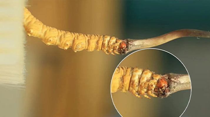 哪里能買到新鮮的冬蟲(chóng)夏草？這幾個(gè)渠道要知道