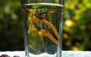 鮮冬蟲夏草怎么泡好吃？這些配方讓滋補(bǔ)更有滋味