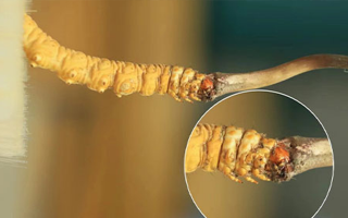 哪里能買到新鮮的冬蟲(chóng)夏草？這幾個(gè)渠道要知道