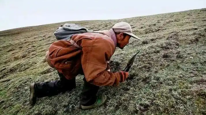 西藏冬蟲夏草最大產(chǎn)地：那曲，自然饋贈(zèng)的珍寶之地
