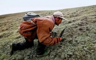 西藏冬蟲(chóng)夏草最大產(chǎn)地：那曲，自然饋贈(zèng)的珍寶之地