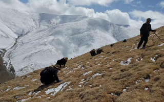 采挖新鮮冬蟲夏草合法嗎？