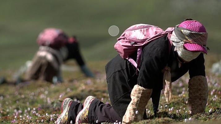 西藏<a href=http://www.czfjwz.net/xinxian/ target=_blank class=infotextkey>新<a href=http://www.czfjwz.net/xinxian/ target=_blank class=infotextkey>鮮冬蟲夏草</a></a>:雪域高原的神奇饋贈