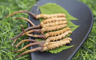 冬蟲夏草：當(dāng)“鮮”成為最好的滋補(bǔ)注腳