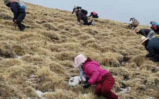 冬蟲夏草鮮草：產(chǎn)地與采收月份探秘