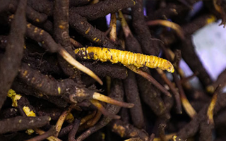 品鮮蟲草之妙，享滋補(bǔ)之道