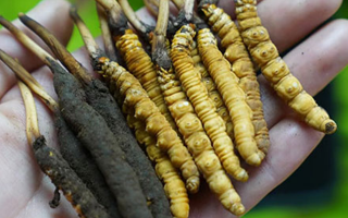冬蟲夏草泡酒：鮮草入酒，鎖住精華的養(yǎng)生之道