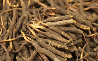 冬蟲夏草鮮草的優(yōu)勢：自然饋贈的鮮活生命力