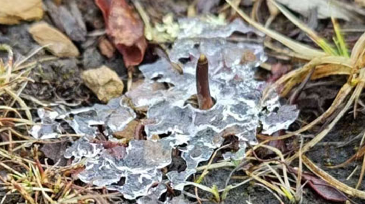 冰凍新鮮冬蟲夏草:科技與傳統(tǒng)的交融守護