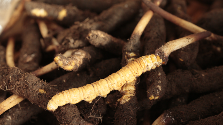 吃鮮冬蟲夏草會(huì)便秘嗎？