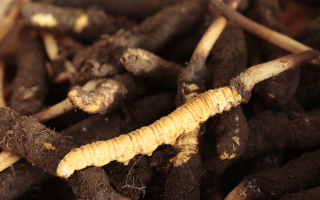 吃鮮冬蟲夏草會(huì)便秘嗎？科學(xué)解讀蟲草與腸道健康的微妙關(guān)系