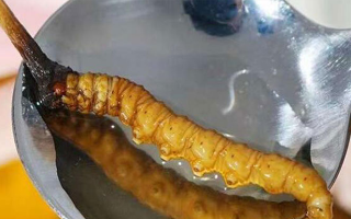 冬蟲夏草鮮草冷凍后這樣吃，營養(yǎng)不流失！