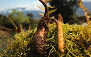 新鮮冬蟲(chóng)夏草多少錢(qián)一斤？深度解析價(jià)格背后的奧秘