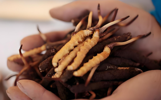 新鮮冬蟲夏草能保存多久？科學(xué)保存指南來了