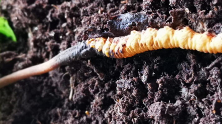 <a href=http://www.czfjwz.net/xinxian/ target=_blank class=infotextkey>新<a href=http://www.czfjwz.net/xinxian/ target=_blank class=infotextkey>鮮冬蟲夏草價格</a></a>解析