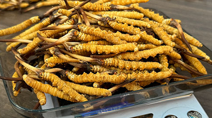 鮮冬蟲(chóng)夏草泡酒:傳統(tǒng)養(yǎng)生佳釀的制作秘籍