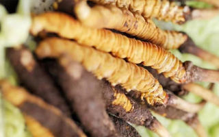 鮮冬蟲(chóng)夏草適合哪些人？一文讀懂適用人群與禁忌